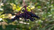 Vinotherapie
