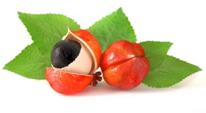 Guarana