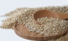 Quinoa